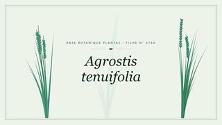 Planche botanique stylisée d’Agrostis tenuifolia