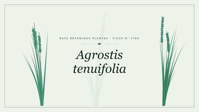 Agrostis tenuifolia : fiche descriptive et taxonomie Planche botanique stylisée d’Agrostis tenuifolia
