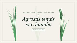 Planche botanique stylisée d’Agrostis tenuis var. humilis, famille des Poacées