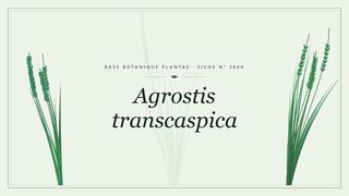 Planche botanique stylisée d’Agrostis transcaspica