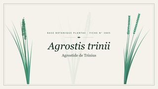 Planche botanique stylisée d’Agrostis trinii (Agrostide de Trinius)