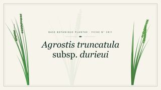 Planche botanique stylisée d’Agrostis truncatula subsp. durieui