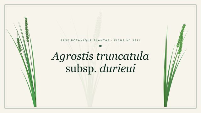 Agrostis truncatula subsp. durieui : fiche descriptive et taxonomie Planche botanique stylisée d’Agrostis truncatula subsp. durieui