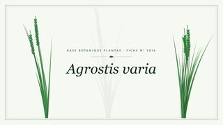 Planche botanique stylisée d’Agrostis varia