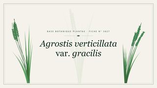 Planche botanique stylisée d’Agrostis verticillata var. gracilis