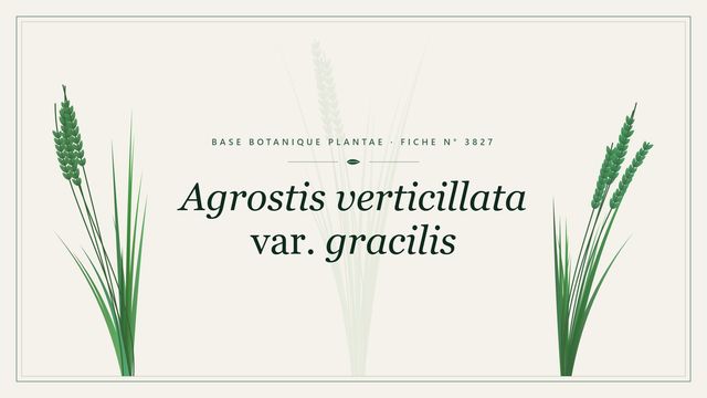 Agrostis verticillata var. gracilis : fiche descriptive et taxonomie Planche botanique stylisée d’Agrostis verticillata var. gracilis