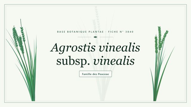 Agrostis vinealis subsp. vinealis Planche botanique stylisée d’Agrostis vinealis subsp. vinealis, famille des Poaceae