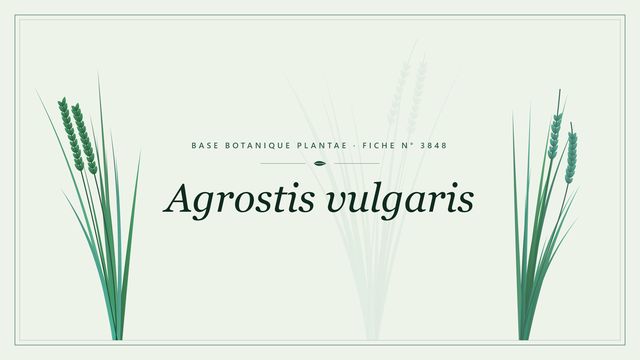 Agrostis vulgaris : fiche descriptive et taxonomie Planche botanique stylisée d’Agrostis vulgaris
