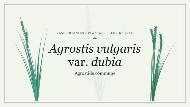 Agrostis vulgaris var. dubia : décryptage Planche botanique stylisée d’Agrostis vulgaris var. dubia (Agrostide commune)