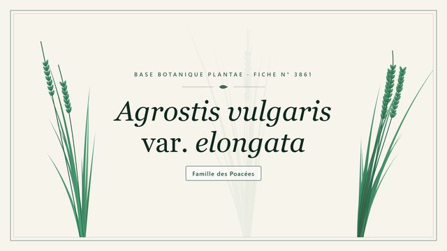 Agrostis vulgaris var. elongata : les bases Planche botanique stylisée d’Agrostis vulgaris var. elongata, famille des Poacées