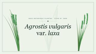 Planche botanique stylisée d’Agrostis vulgaris var. laxa