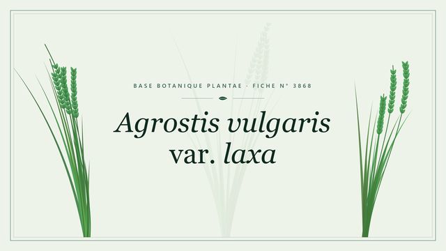 Agrostis vulgaris var. laxa : fiche descriptive et taxonomie Planche botanique stylisée d’Agrostis vulgaris var. laxa