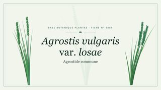 Planche botanique stylisée d’Agrostis vulgaris var. losae (Agrostide commune)