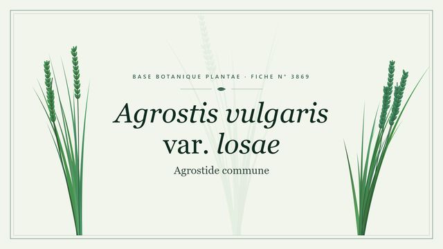 Agrostis vulgaris var. losae : guide complet Planche botanique stylisée d’Agrostis vulgaris var. losae (Agrostide commune)
