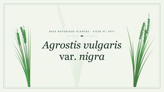 Planche botanique stylisée d’Agrostis vulgaris var. nigra