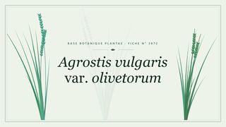 Planche botanique stylisée d’Agrostis vulgaris var. olivetorum