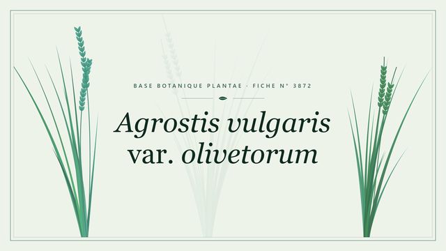 Agrostis vulgaris var. olivetorum : fiche descriptive et taxonomie Planche botanique stylisée d’Agrostis vulgaris var. olivetorum