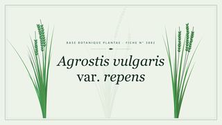 Planche botanique stylisée d’Agrostis vulgaris var. repens