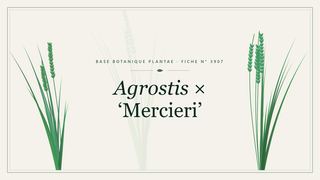 Planche botanique stylisée d’Agrostis × ‘Mercieri’
