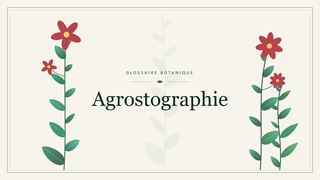 Illustration botanique stylisée du terme « Agrostographie » du glossaire