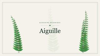 Illustration botanique stylisée du terme « Aiguille » du glossaire