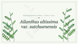 Planche botanique stylisée d’Ailanthus altissima var. sutchuenensis