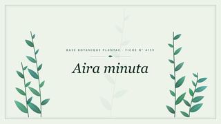 Planche botanique stylisée d’Aira minuta