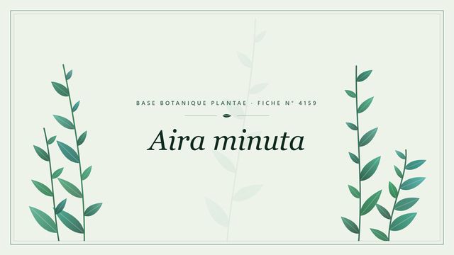 Aira minuta : description, culture et usages ornementaux Planche botanique stylisée d’Aira minuta