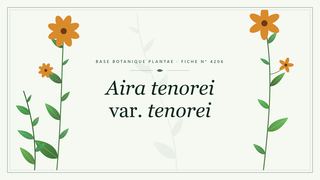 Planche botanique stylisée d’Aira tenorei var. tenorei
