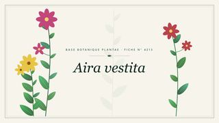 Planche botanique stylisée d’Aira vestita