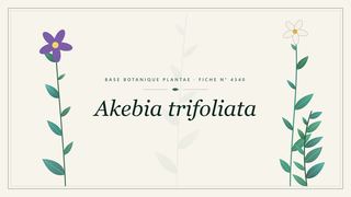 Planche botanique stylisée d’Akebia trifoliata
