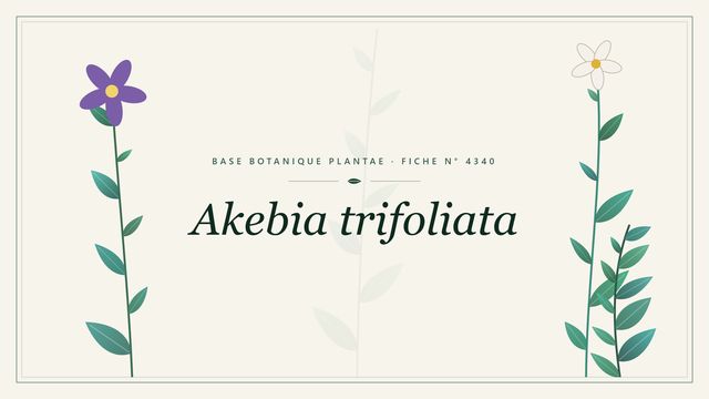 Akebia trifoliata : fiche descriptive et taxonomie Planche botanique stylisée d’Akebia trifoliata