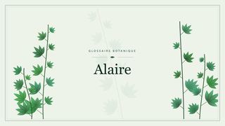 Illustration botanique stylisée du terme « Alaire » du glossaire