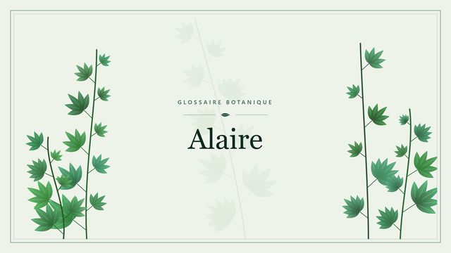 Définition de « alaire » en botanique Illustration botanique stylisée du terme « Alaire » du glossaire