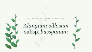 Planche botanique stylisée d’Alangium villosum subsp. bussyanum