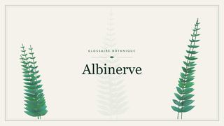 Illustration botanique stylisée du terme « Albinerve » du glossaire