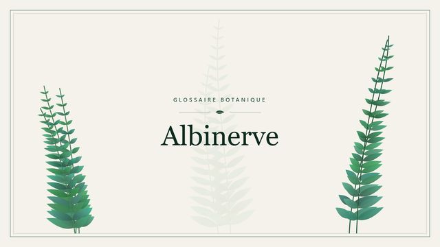 Albinerve : les bases Illustration botanique stylisée du terme « Albinerve » du glossaire