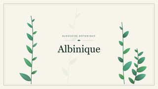Illustration botanique stylisée du terme « Albinique » du glossaire