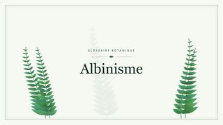Illustration botanique stylisée du terme « Albinisme » du glossaire