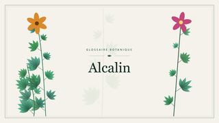 Illustration botanique stylisée du terme « Alcalin » du glossaire