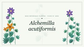 Planche botanique stylisée d’Alchemilla acutiformis