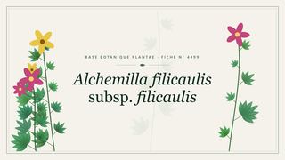 Planche botanique stylisée d’Alchemilla filicaulis subsp. filicaulis