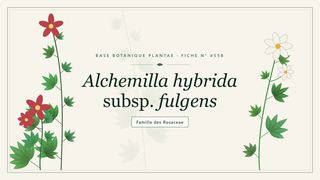 Planche botanique stylisée d’Alchemilla hybrida subsp. fulgens, famille des Rosaceae