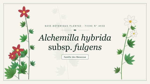 Alchemilla hybrida subsp. fulgens : l'alchémille brillante des prairies d'altitude Planche botanique stylisée d’Alchemilla hybrida subsp. fulgens, famille des Rosaceae