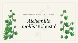 Planche botanique stylisée d’Alchemilla mollis ‘Robusta’