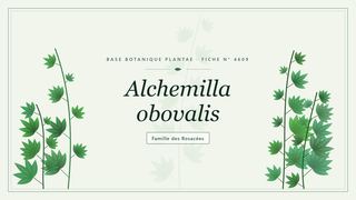 Planche botanique stylisée d’Alchemilla obovalis, famille des Rosacées