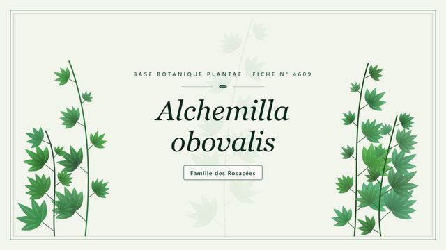 Alchemilla obovalis : notre analyse Planche botanique stylisée d’Alchemilla obovalis, famille des Rosacées