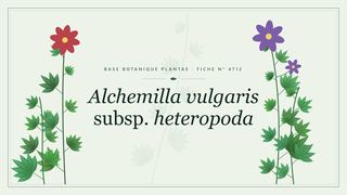 Planche botanique stylisée d’Alchemilla vulgaris subsp. heteropoda