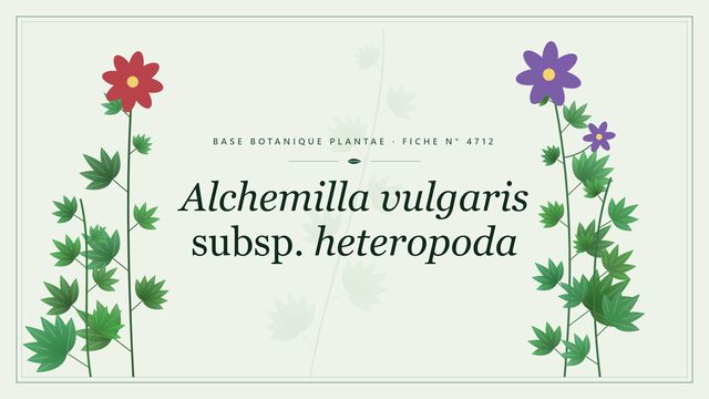 Alchemilla vulgaris subsp. heteropoda : fiche descriptive et taxonomie Planche botanique stylisée d’Alchemilla vulgaris subsp. heteropoda