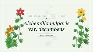 Planche botanique stylisée d’Alchemilla vulgaris var. decumbens, famille des Rosaceae
